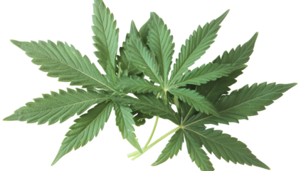 Close-up of vibrant cannabis leaves
