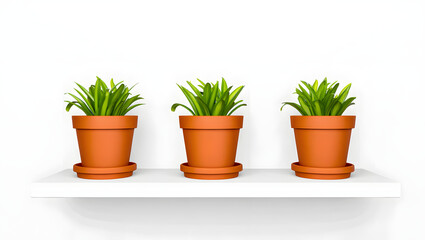 Fototapeta premium Three potted green plants in terracotta pots isolated on white background