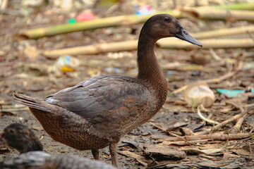 female mallard duck