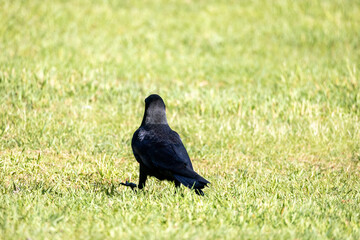 野鳥素材　カラス