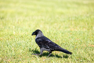 野鳥素材　カラス