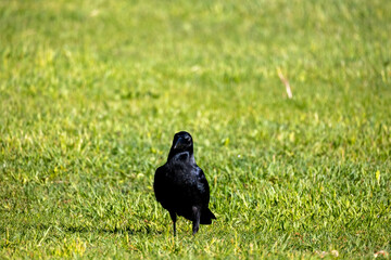 野鳥素材　カラス