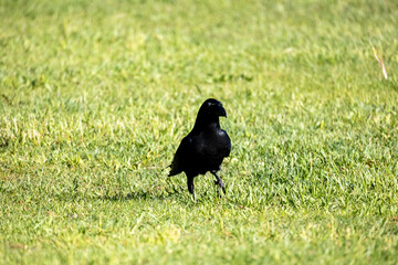 野鳥素材　カラス