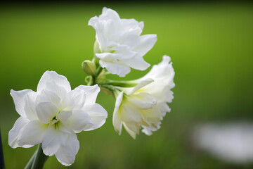 Delicate White Flowers Against Verdant Green Background