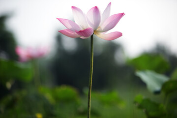 Fototapeta premium Beautiful Pink Lotus Flower Blooming in Natural Habitat