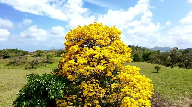  Guayacan amarillo Panam&aacute; 