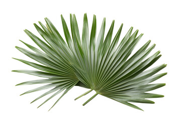 Fototapeta premium Two palm fronds overlapping