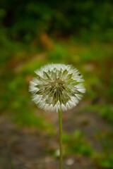 dandelion on green background