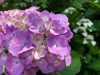 Purple Hydrangea Flowers