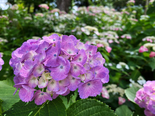 Purple Hydrangea Flowers