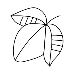 Hand-Drawn Line Art Illustration of a Leaf