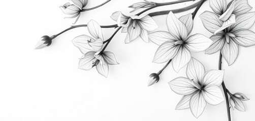 Obraz premium Delicate pencil strokes create soft, blended grayscale floral forms on pure white, art, wallpaper