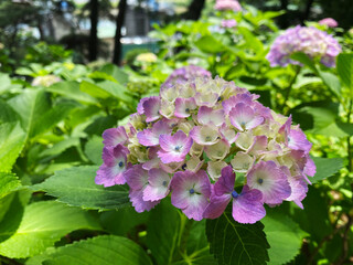 Purple and Pink Hydrangeas
