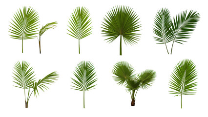 Collection of palm fronds isolated on transparent background