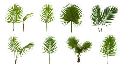 Collection of palm fronds isolated on transparent background