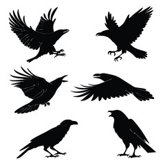 Obraz premium Silhouette collection of raven birds in flight and perched poses on a clean white background