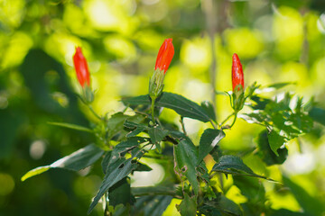 Red Shoe Flower buds close up