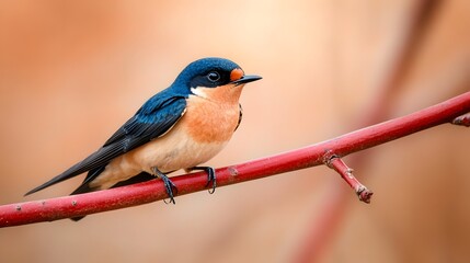 Barn Swallow in Focus