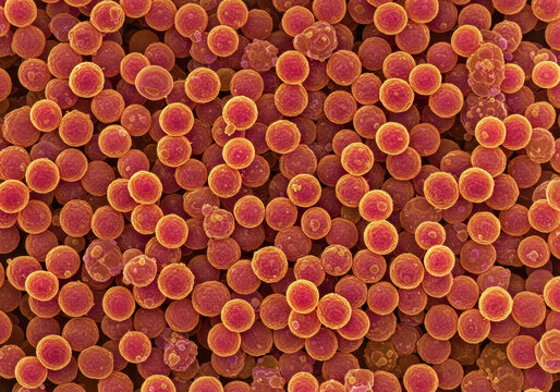 3D Microscopic View of Mycoplasma Bacterium &ndash; Pathogen Causing Pneumonia and Urogenital Infections