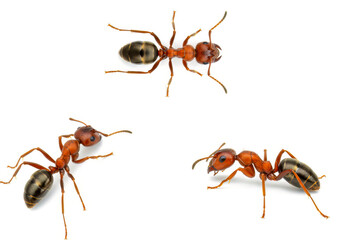 Isolated Insect Close-Up – High-Resolution Image of Camponotus consobrinus for Biology and Nature Concepts