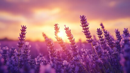 Fototapeta premium Purple flowers against a sunset sky