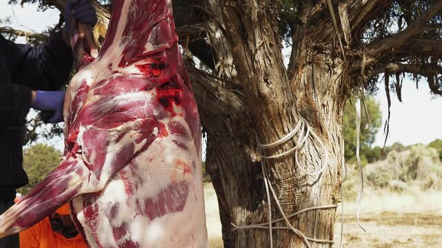 men are butchering a deer carcass with knives.