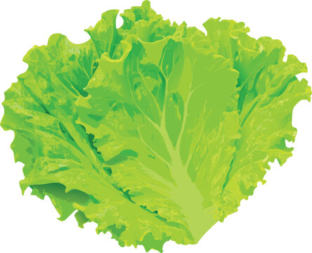 Fresh green lettuce leaf vector illustration isolated on white background for healthy eating