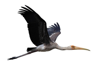 Beautiful flying Painted Stork isolated on transparent background png file	