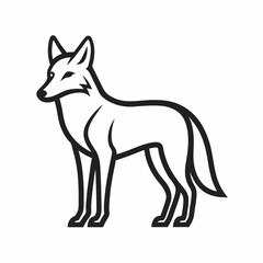 coyote on white background