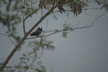Crested kingfisher on the branch