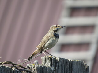 robin on a fence
