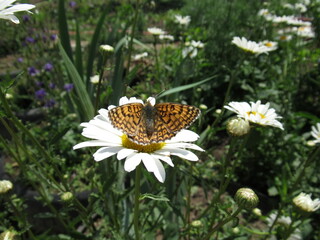 butterfly on a flower