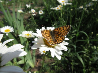 butterfly on flower