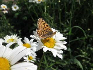 butterfly on flower
