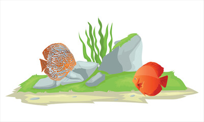 iwagumi style aquascape with discus fish