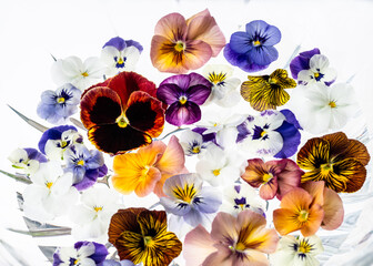 Colorful Assortment of Viola Flowers on Light Background