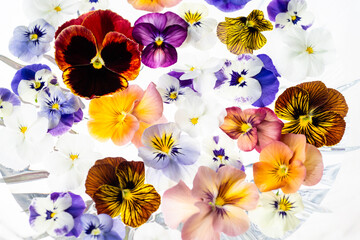 Colorful Assortment of Viola Flowers on Light Background