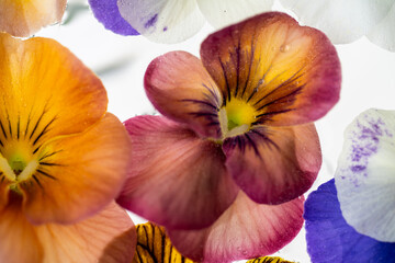 Colorful Assortment of Viola Flowers on Light Background
