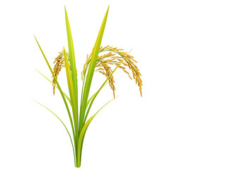 Obraz premium Rice paddy plants isolated on transparent background