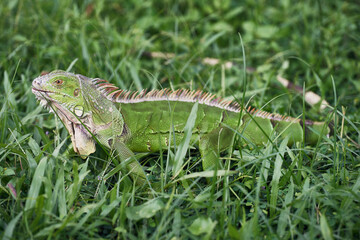 Iguana with a pierced hook