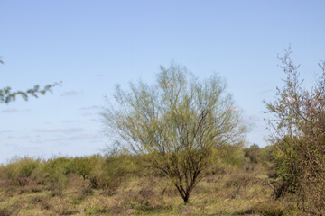 Árbol solitario en medio del campo