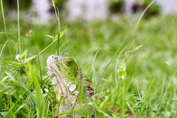 Iguana with a pierced hook
