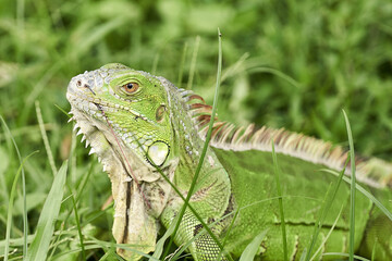 Iguana with a pierced hook