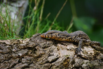 lizard on a rock