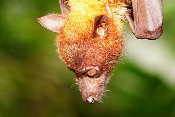 Malayan flying fox found in Singapore Zoo.