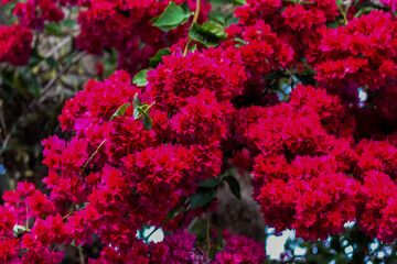 Vibrant pink bougainvillea flowers in full bloom.