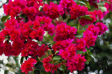Vibrant pink bougainvillea flowers in full bloom.
