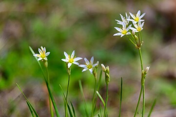 Crow Poison or False Garlic Wildflowers at Carter Lake, near Chatsworth, Georgia.