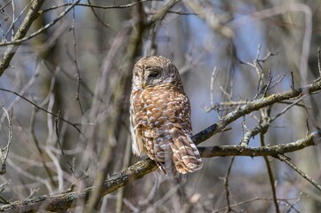 Barred Owl at Seven Lakes State Park, near Holly, Michigan.