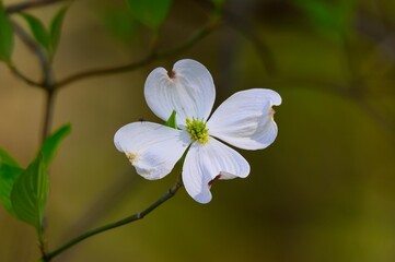 A Dogwood Blossom at Carters Lake, near Chatsworth, Georgia.